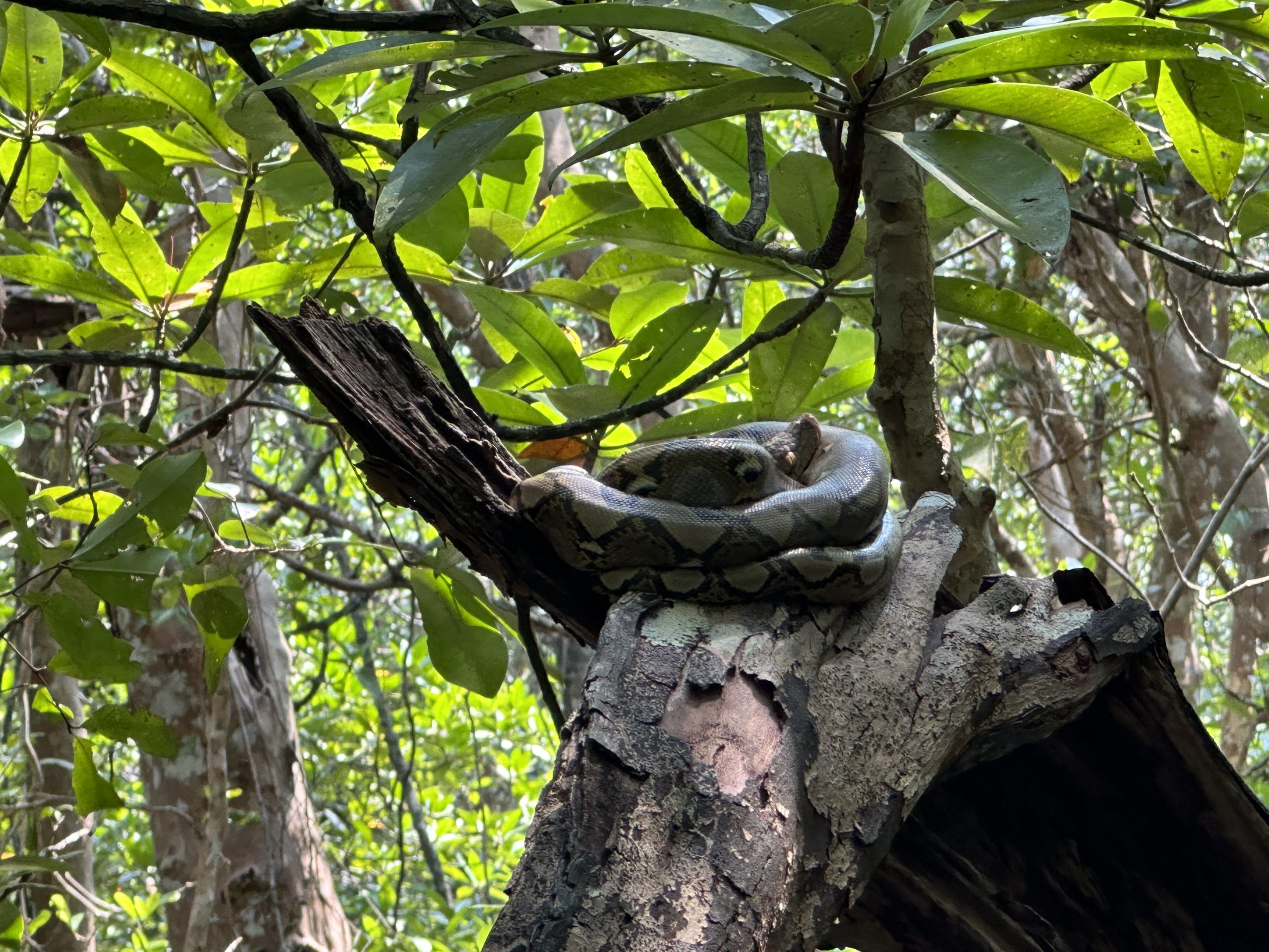 Pythons resting in the trees
